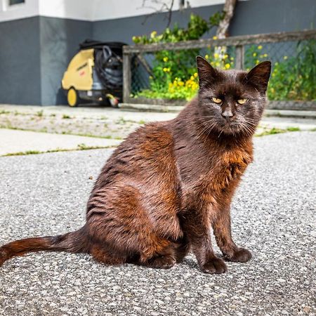 Biohof Untergrabenbauer Lägenhet Lidaun Exteriör bild