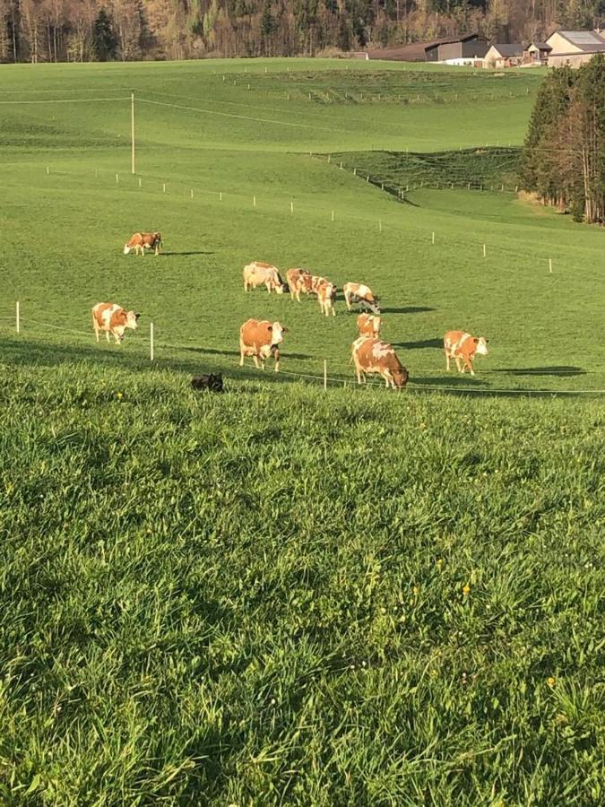 Biohof Untergrabenbauer Lägenhet Lidaun Exteriör bild