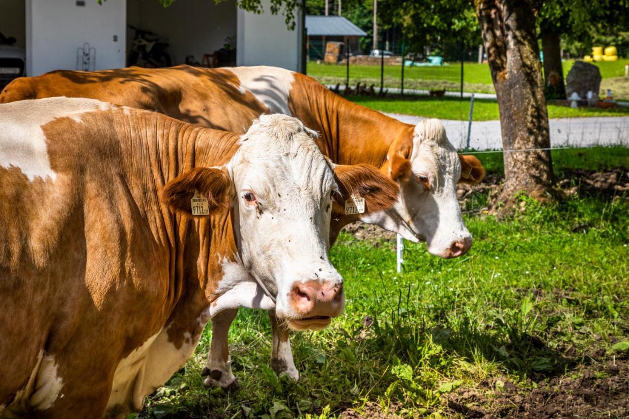 Biohof Untergrabenbauer Lägenhet Lidaun Exteriör bild