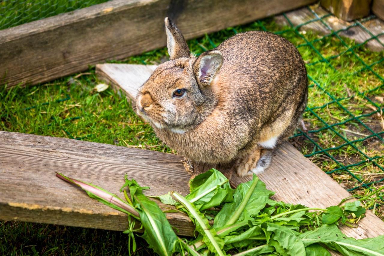 Biohof Untergrabenbauer Lägenhet Lidaun Exteriör bild