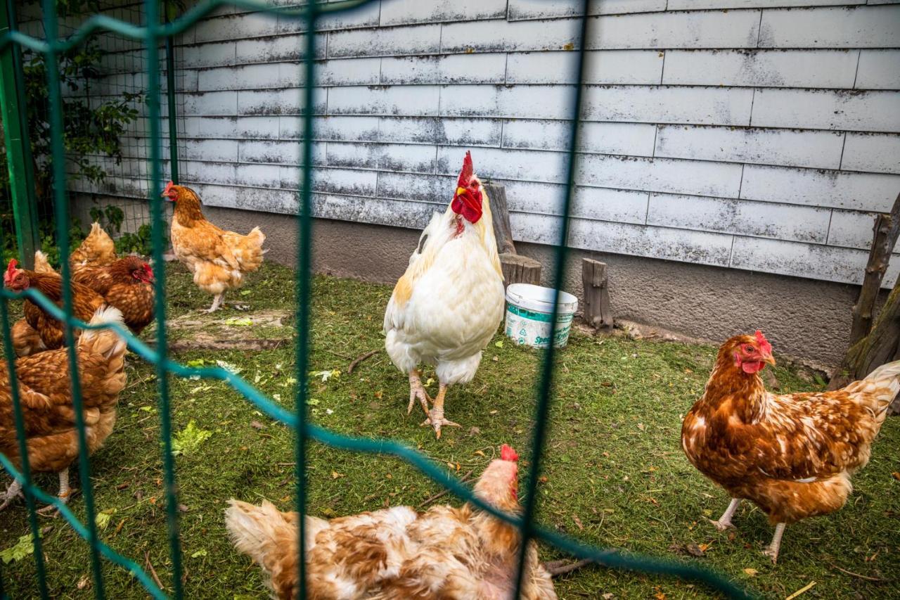 Biohof Untergrabenbauer Lägenhet Lidaun Exteriör bild